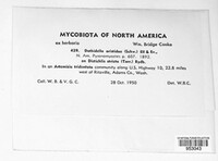 Phyllachora aristidae image